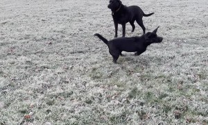Black Lab Has Serious Zoomies