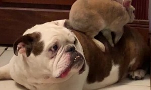 Bunny and Bulldog Become Buds