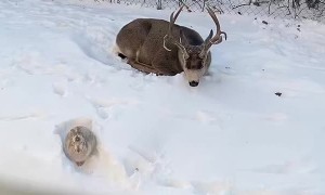 Deer and Bunny Have Group Naptime