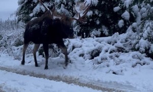 Giant Bull Moose Passes us on Road