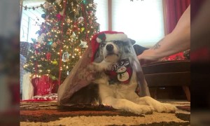 How to Wrap a Border Collie for Christmas