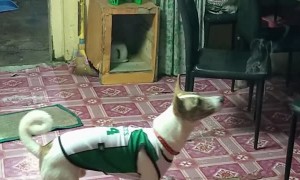 Dog Bites at Smoke Rings