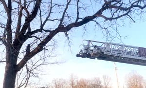 Firefighters Rescue Kitten Stuck in Tree