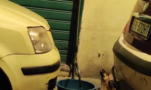 Dog Rides Bucket Elevator