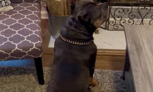 Dog Wants Advent Calendar Treat