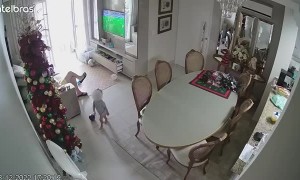 Grandfather Tries to Save Kid From Falling Christmas Tree
