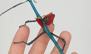 Blue Stick Insect has Beautiful Wings