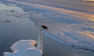 Friends Free Swan Stuck on Frozen Minnesota Lake