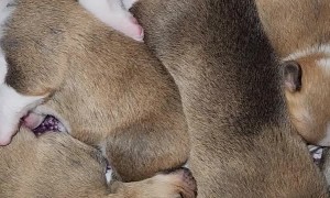 Corgi Newborn Puppies Napping in a Cuddle Puddle
