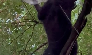Black Bear Climbs Up Tree for Bird Seed Snack