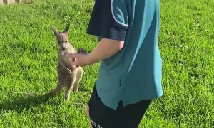 Little Boy Comforts Baby Kangaroos