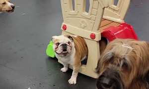 Bulldog's Booty Stuck in Playhouse
