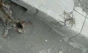 Gutter Cat Doesn't Like Disturbances