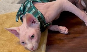 Hairless Cat Hates His Harness