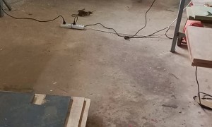 Rat Battles With Snake