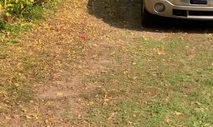 Dog and Rooster are Best Friends