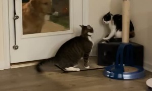 Golden Retriever Doesn't Like it When the Cats Fight