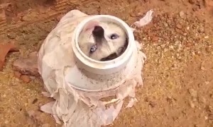 Kitten Rescued From Pipe