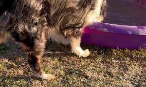 Australian Shepherd Fishes Ice Out of Kiddie Pool