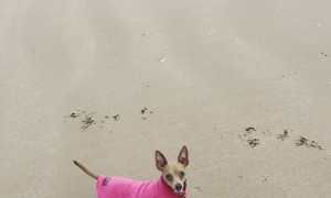 Small Dog Disappears Fetching in the Fog and Reappears