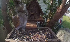 Mouse Gives Squirrel a Sniff