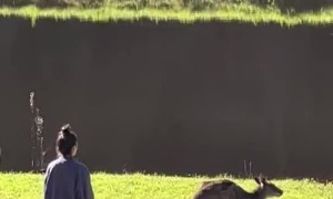 How Not to Approach a Kangaroo