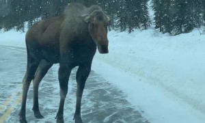 Moose on the Loose