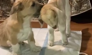 Little Jim the Dog and Champ the Goat are Best Friends