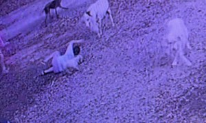 Little Boy Tackled by Sheep
