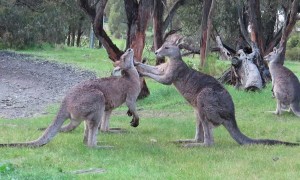 Kangaroos Jostle With Each Other