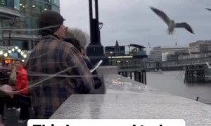 Shameless girl grabs seagull and puts it in a bag  