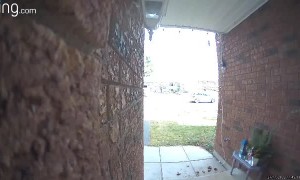 Woman Trips Up Steps and Faceplants