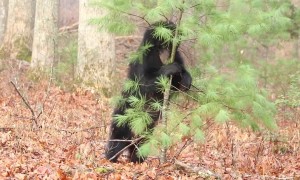 Mama Needs to Scratch That Itch