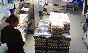 Bundle of Eggs Has a Great Fall