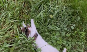Clumsy Cat Pounces at Tall Grass