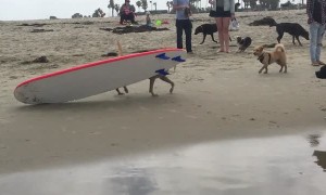 Labrador Loves to Surf