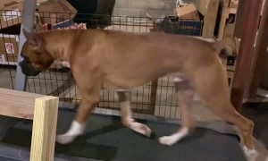 Gideon the Boxer Enjoys Walking on Treadmill