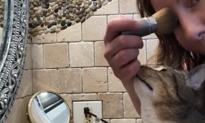 Cat Diva Loves Putting on Makeup