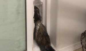 Ferret Finds Fun in Frozen Fluff