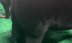 Beautifully Groomed Steer