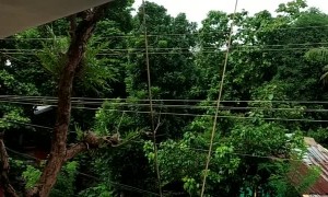 Tree Falls With Man On It