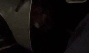 Doggy Stowaway on the Plane