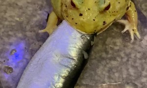 Frog Bites Off More Than He Can Chew