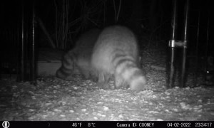 Benny the Raccoon Refuses to Share Food with Best Friend