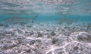 Sharks Swim in Shallow Water