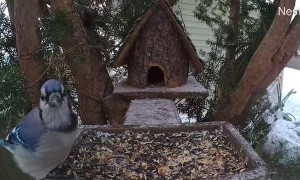 Cardinal and Blue Jay Battle Over Birdseed