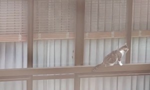 Cat Carefully Balances on Balcony Railing
