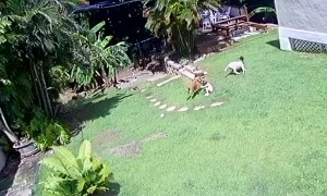 Dog Protects His Baby Sister