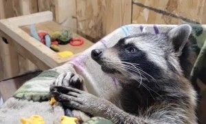 Raccoon Snacks on Goldfish Crackers