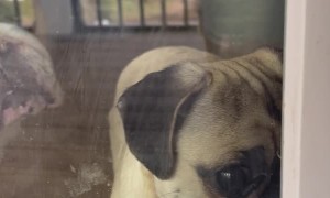 Joe Enjoys the Taste of Glass